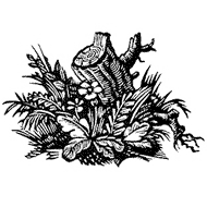 Erhart Bauch - Druckgrafik